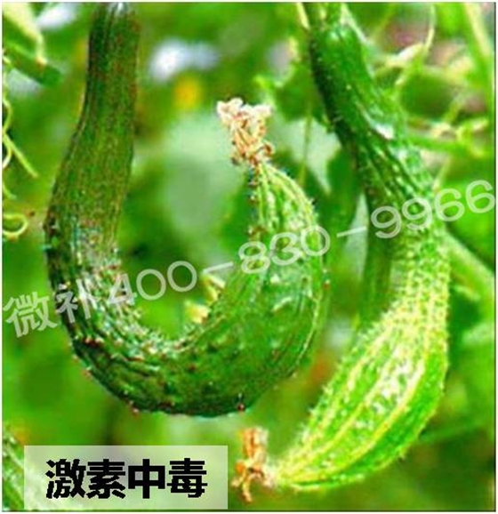 #微肥課堂#葉面肥含激素好嗎？