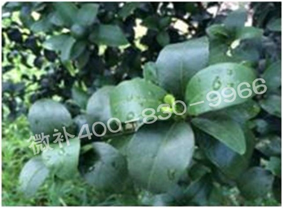 柑橘春梢弱，難抽發(fā)，到底是什么原因？