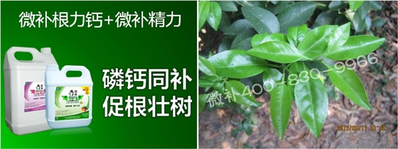 柑橘春梢弱，難抽發(fā)，到底是什么原因？