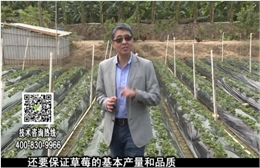 20180108珠江臺搖錢樹：草莓苗弱膨果增甜如何做？