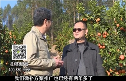 20180122珠江臺搖錢樹：廣西柑橘如何管？產量賣相好?