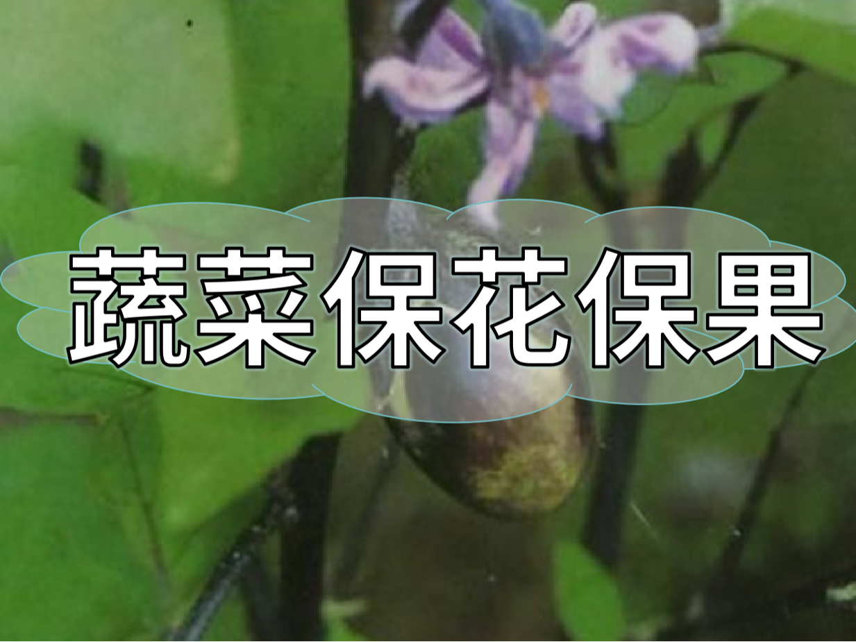 蔬菜高溫花少坐果少，一套方案促花保果
