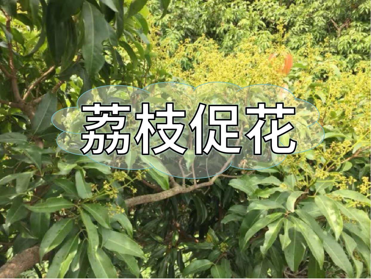 荔枝控梢期，做好促花工作，來年高產(chǎn)有基礎