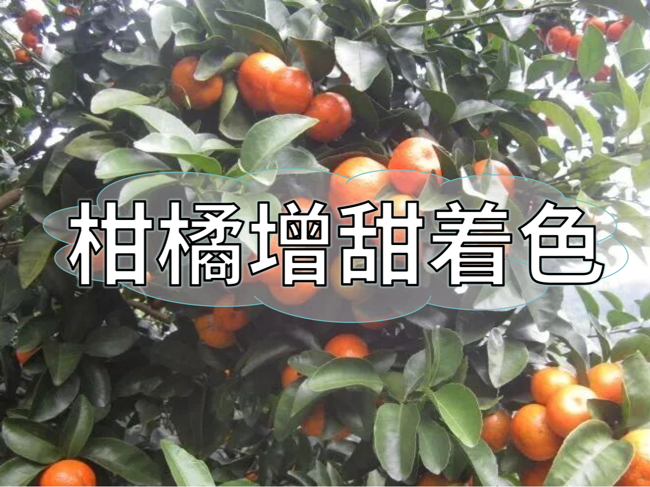 柑橘增甜和轉(zhuǎn)色，到底和什么有關(guān)