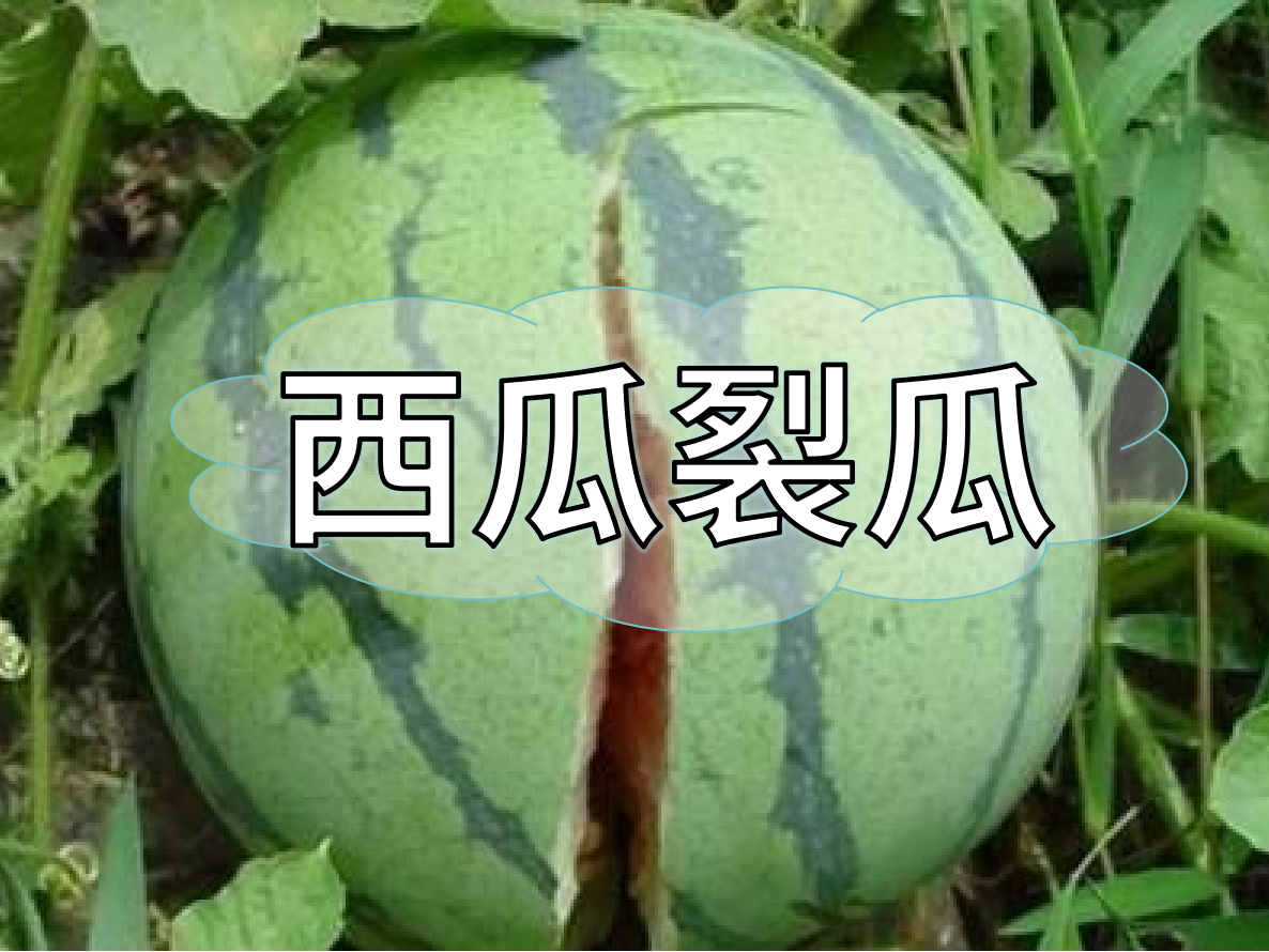 西瓜裂瓜致低產(chǎn)，這樣做，輕松解決問題！