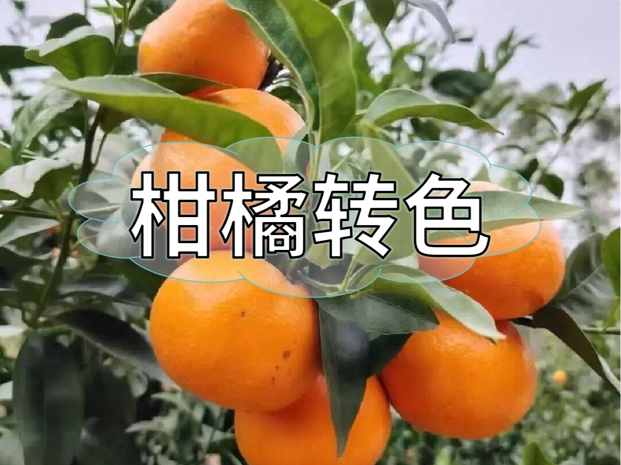 柑橘果靚價(jià)更高，這樣做著色增甜一步到位