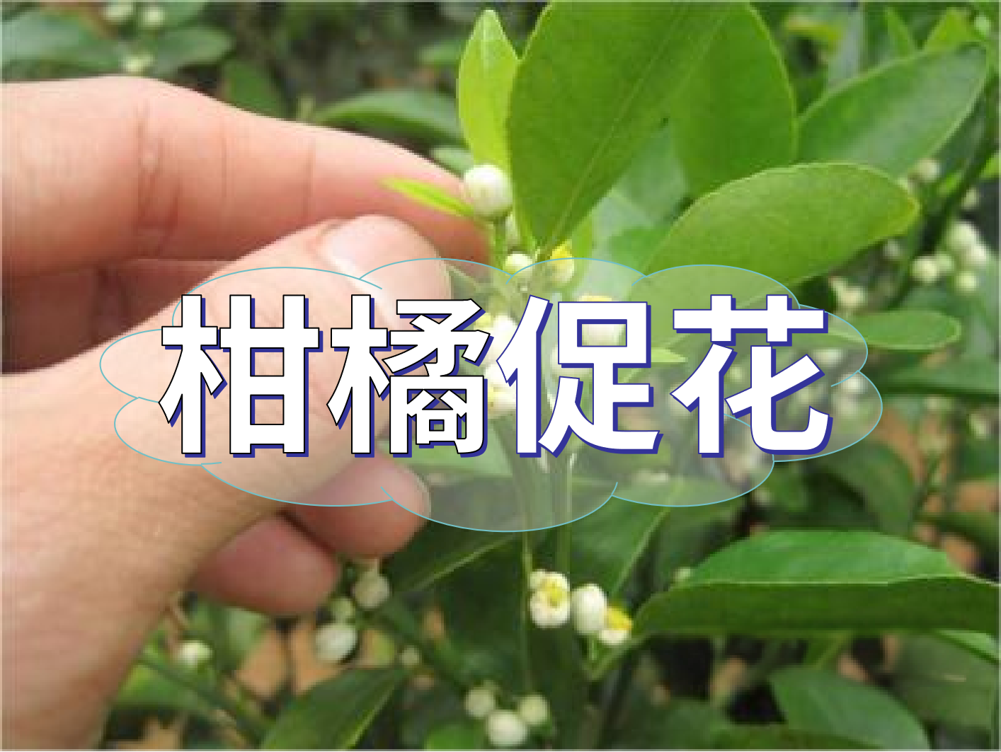 到了<i style='color:red'>柑橘秋梢</i>期，什么時(shí)候促花？