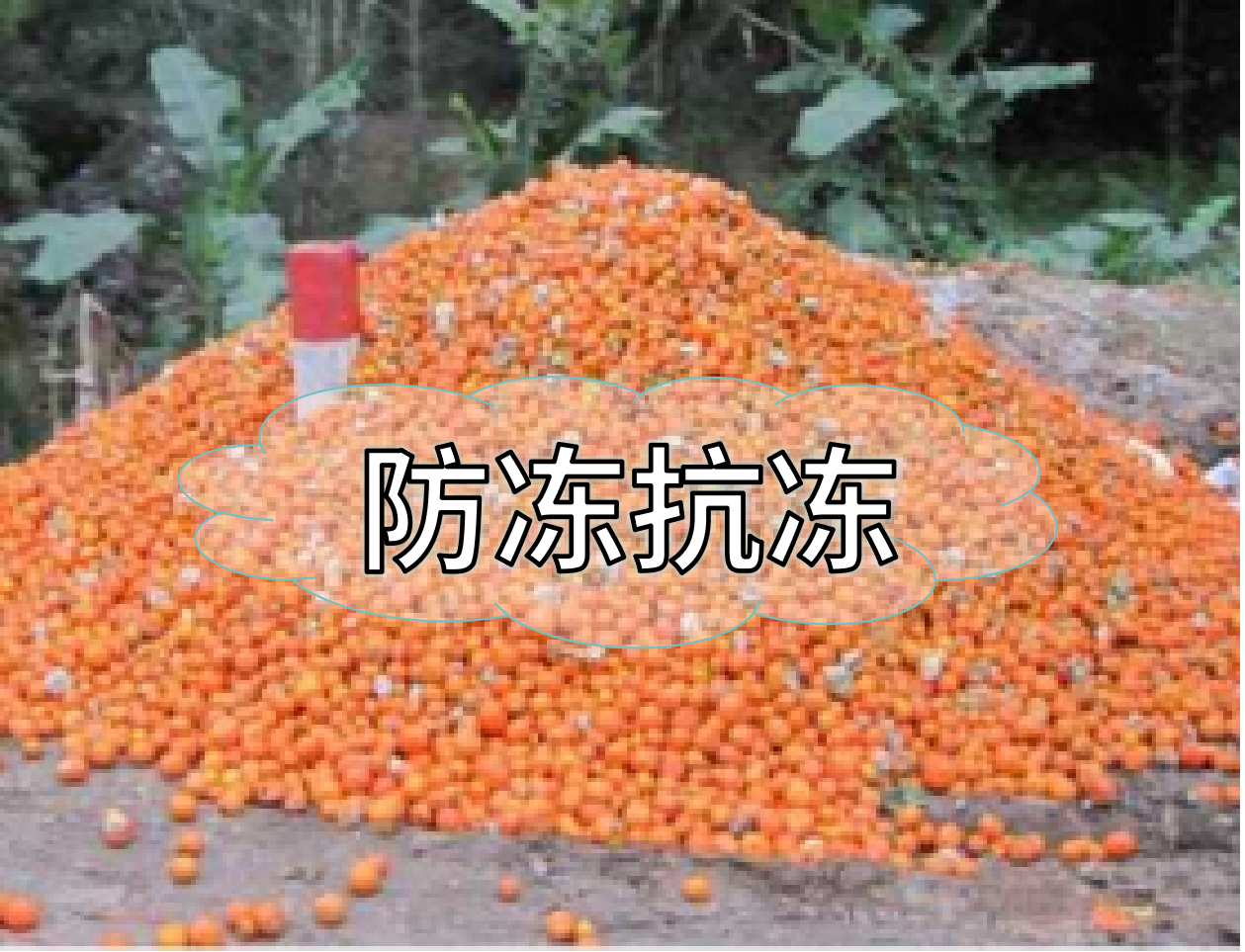 抗凍營(yíng)養(yǎng)提前積累，今年抗凍不愁