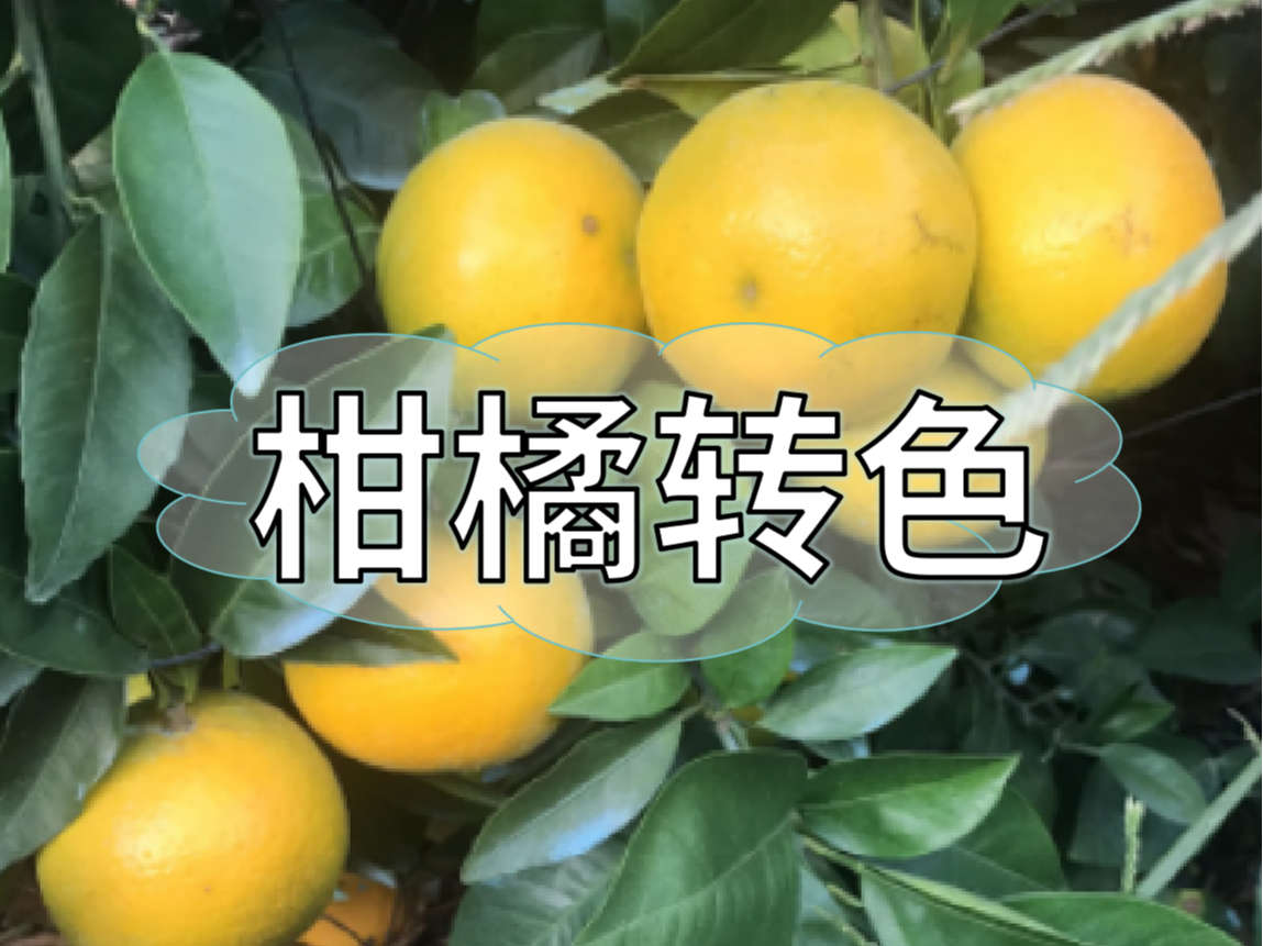 柑橘著色不理想，沖刺品質(zhì)果要抓緊了！