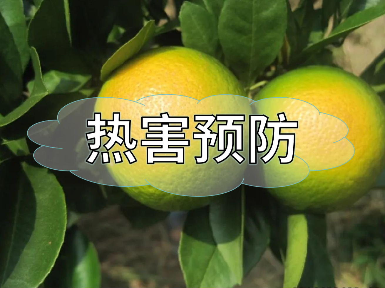 高溫?zé)岷r(nóng)業(yè)生產(chǎn)的 "隱形殺手"，熱害防御指南