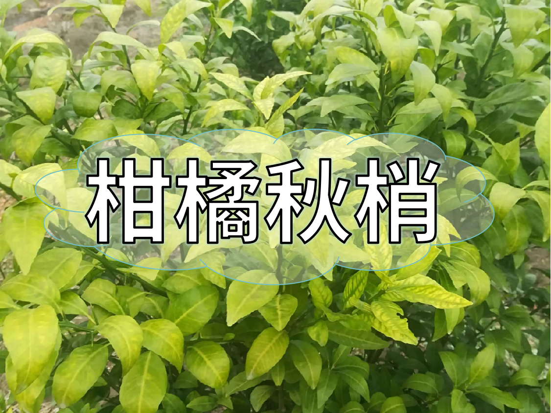 <i style='color:red'>柑橘秋梢</i>健壯老熟快，簡(jiǎn)單有效的操作方法