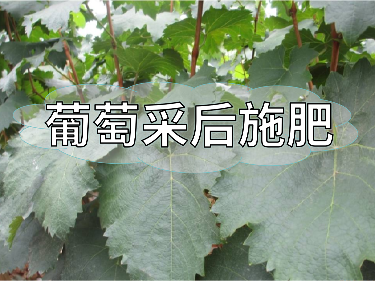 高產(chǎn)葡萄園采后如何施肥？