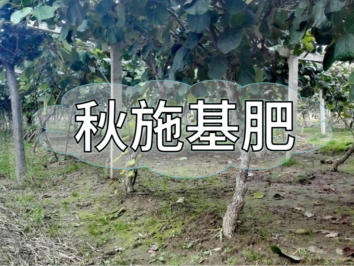 果樹秋肥要補好更要補對！秋肥方案全附上