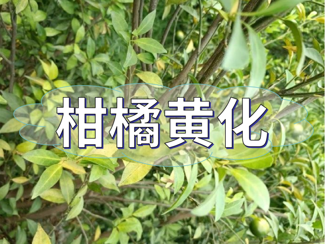 柑橘秋黃嚴重，秋梢難老熟，怎么解決？