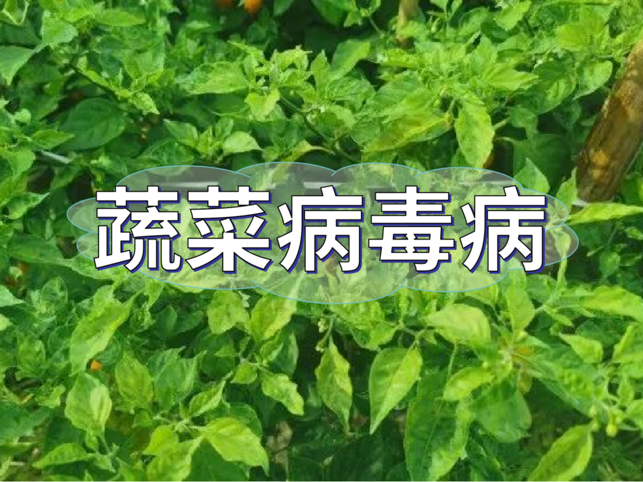 蔬菜病毒病大爆發(fā)，如何將危害降到最低
