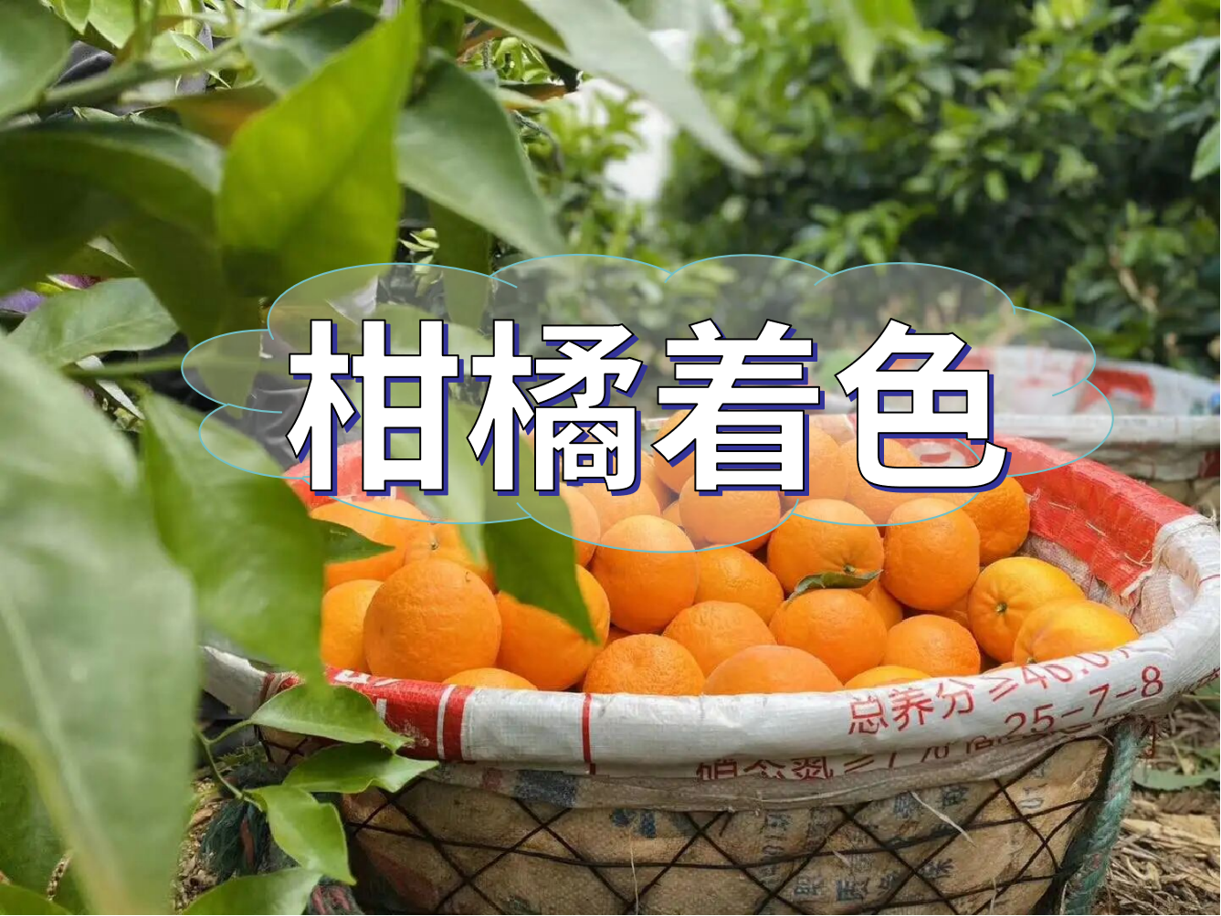 柑橘膨大轉(zhuǎn)色增甜這樣管，成熟快上市早