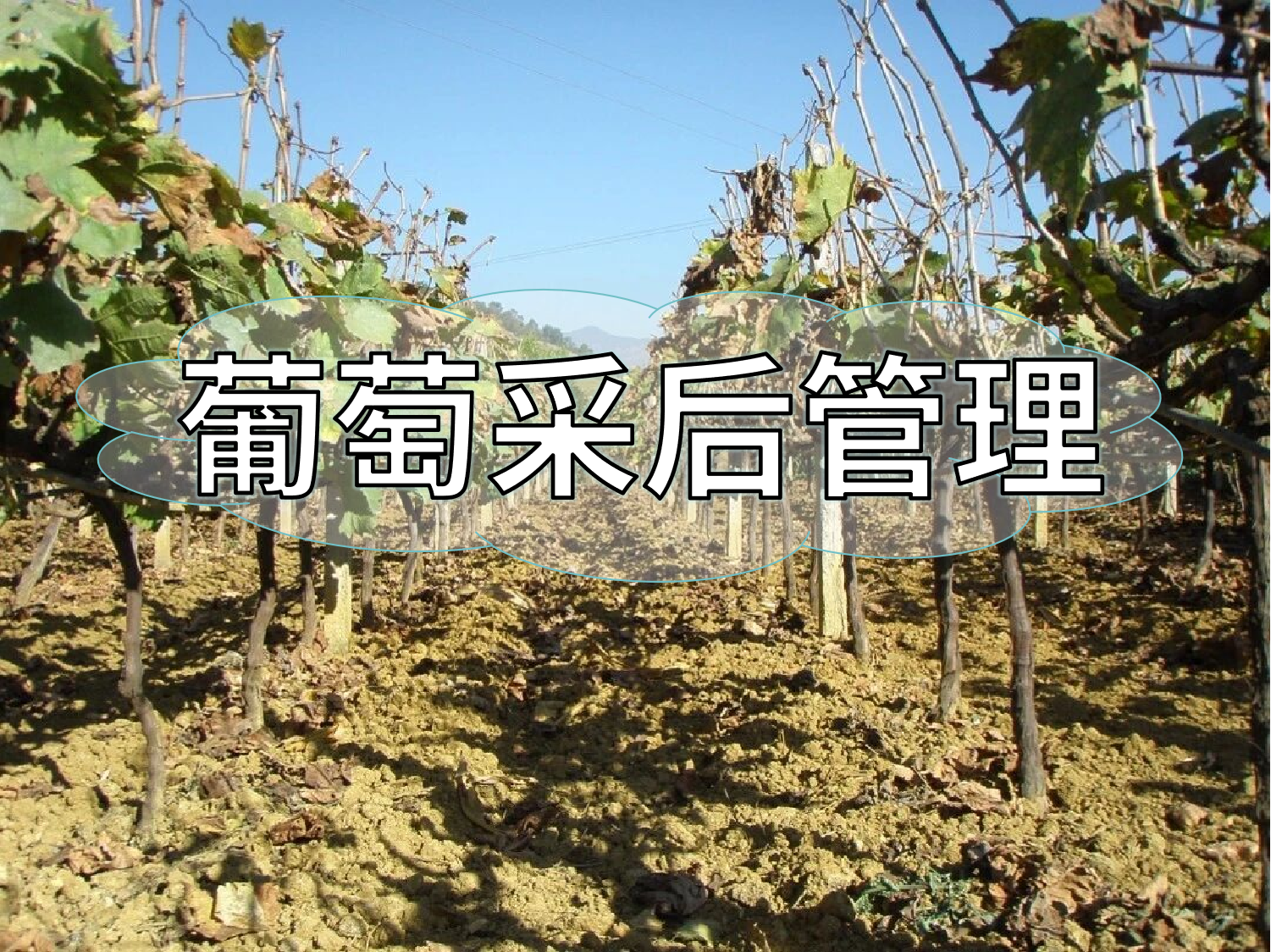 葡萄采摘忙，<i style='color:red'>采后管理</i>得跟上