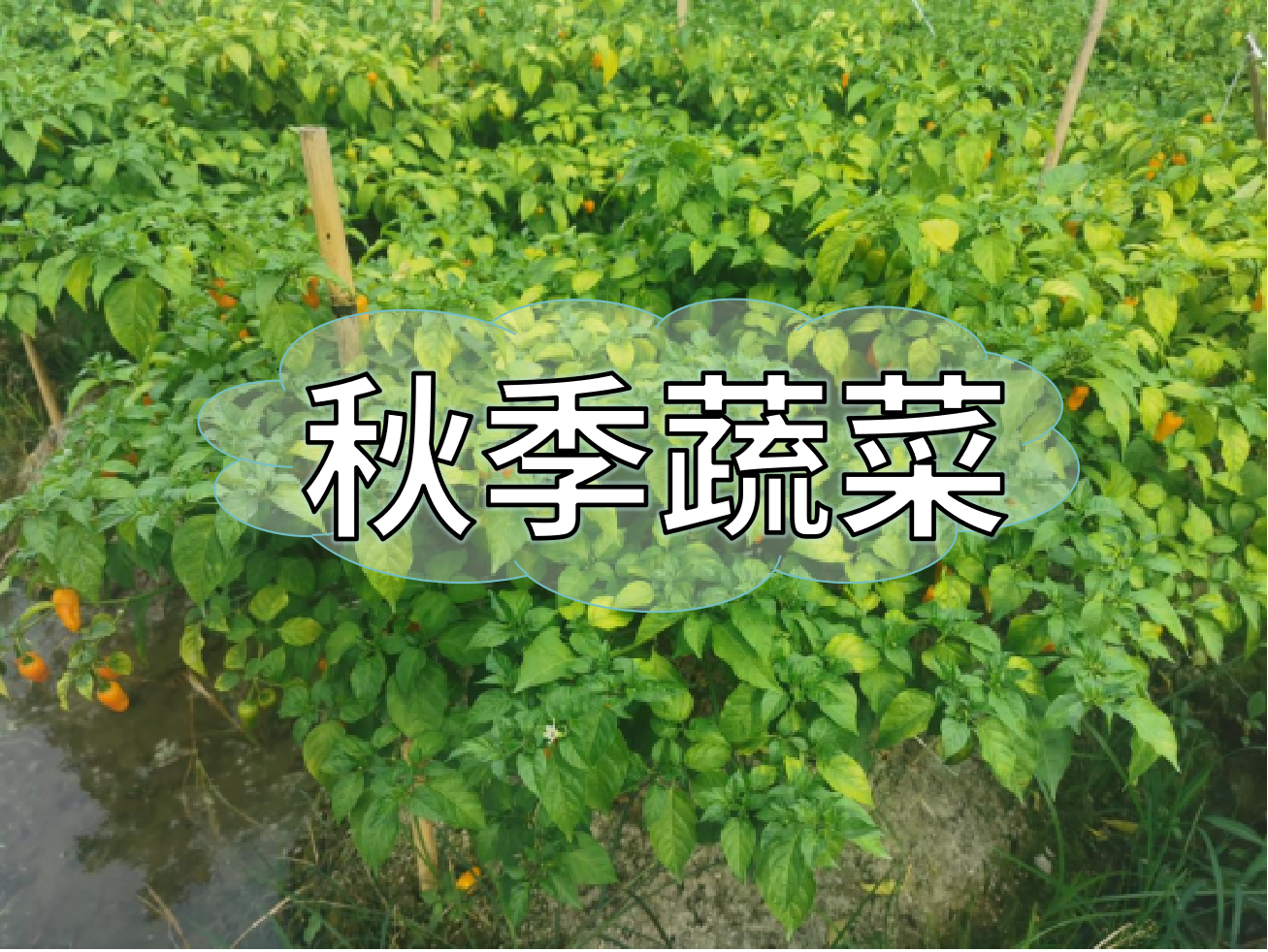 秋種蔬菜，如何提高成活率提高產(chǎn)量