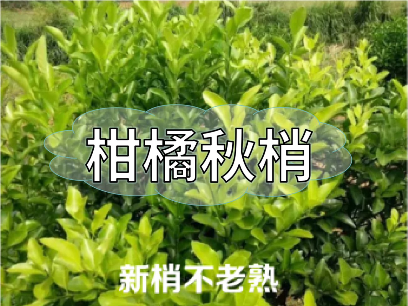 柑橘新梢剛抽出就發(fā)黃，不轉(zhuǎn)綠，怎么辦？