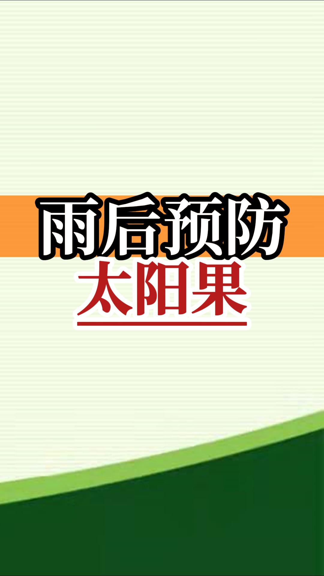 雨后高溫柑橘更易曬傷，及時(shí)管理預(yù)防太陽(yáng)果