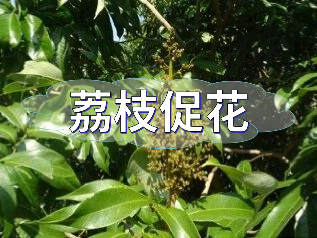 早熟荔枝，開(kāi)始促花啦！
