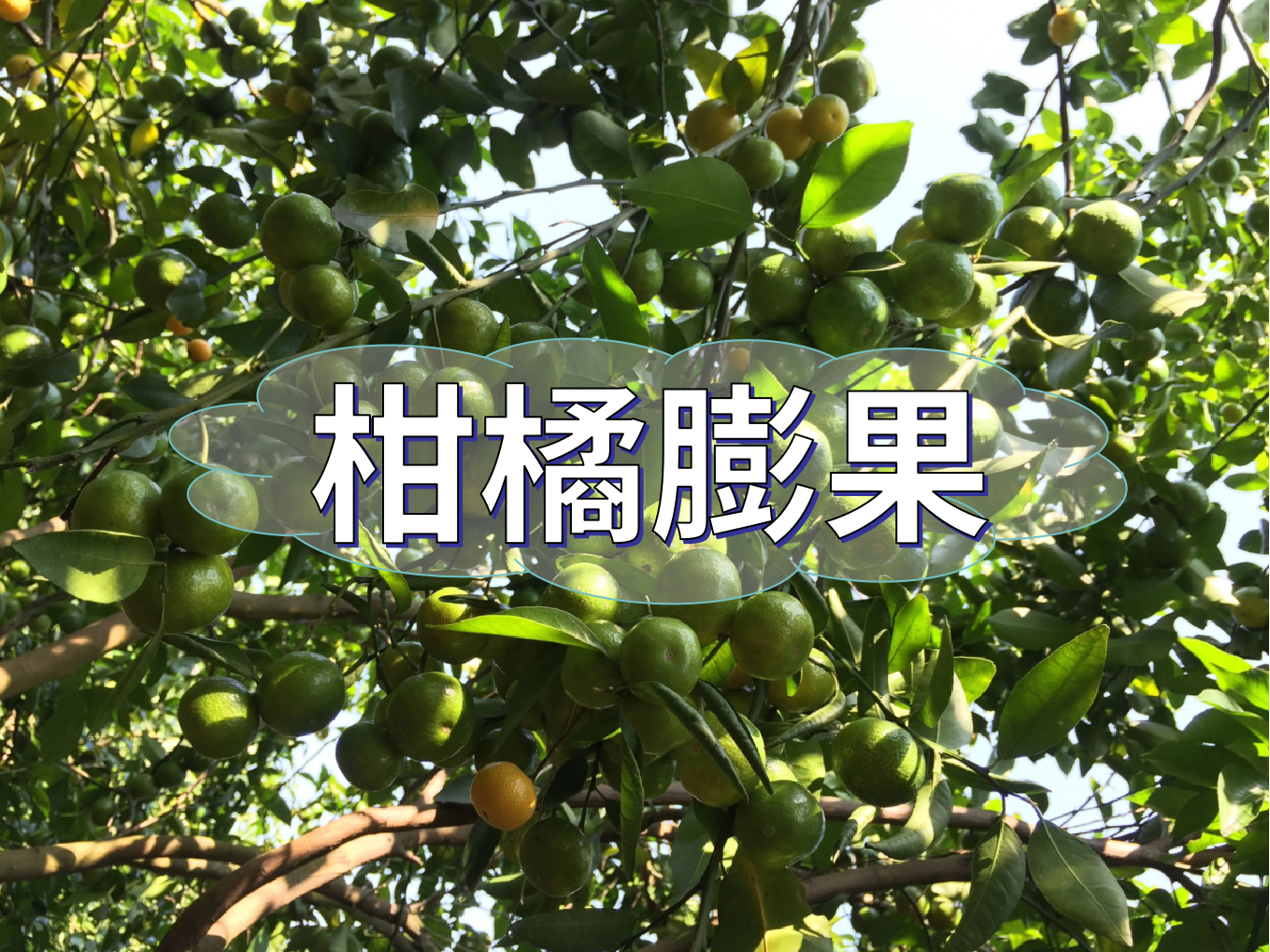 柑橘轉(zhuǎn)色前果個(gè)大一圈的2個(gè)方法