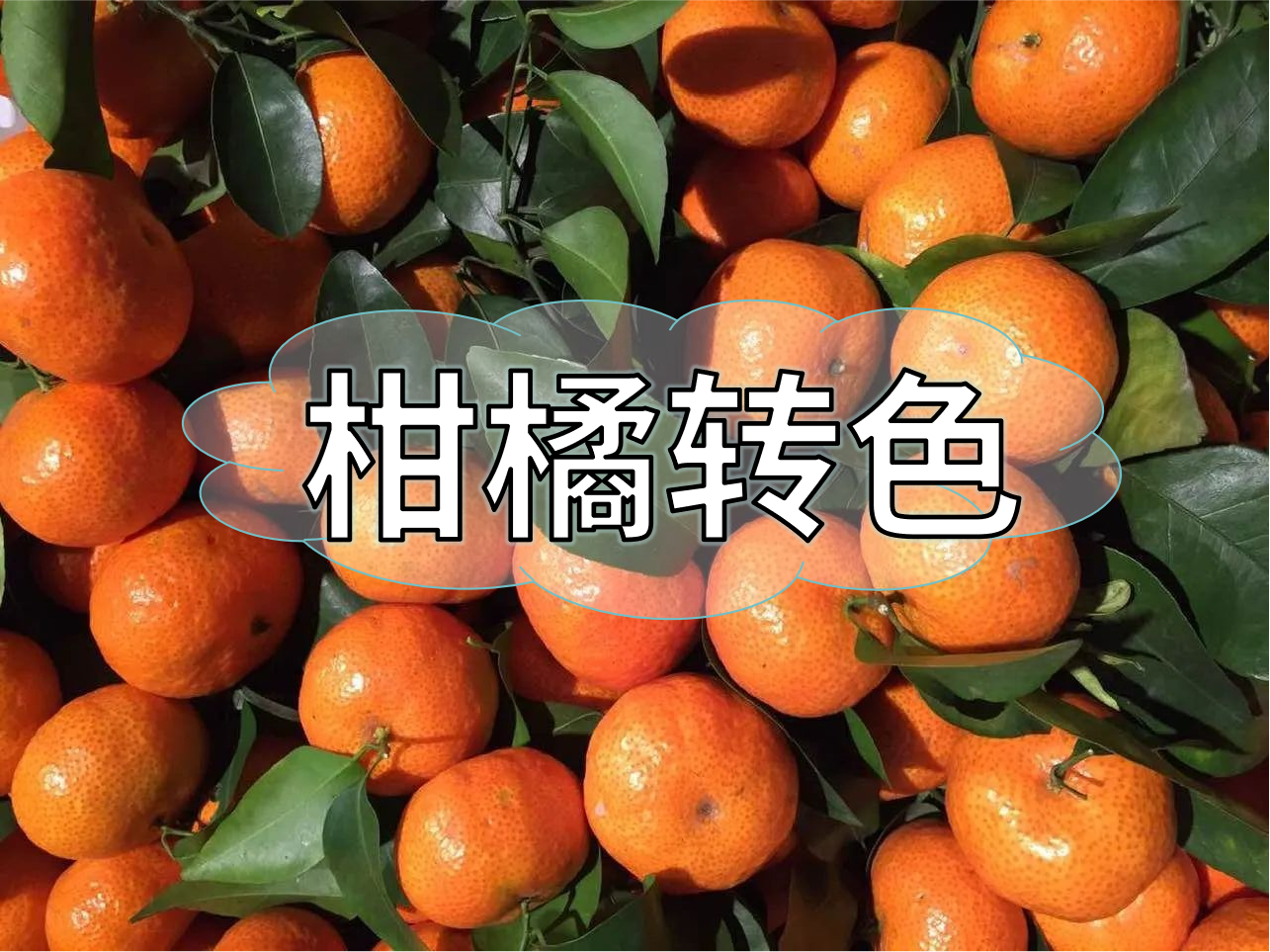 柑橘轉色增甜管理，現(xiàn)在就開始了