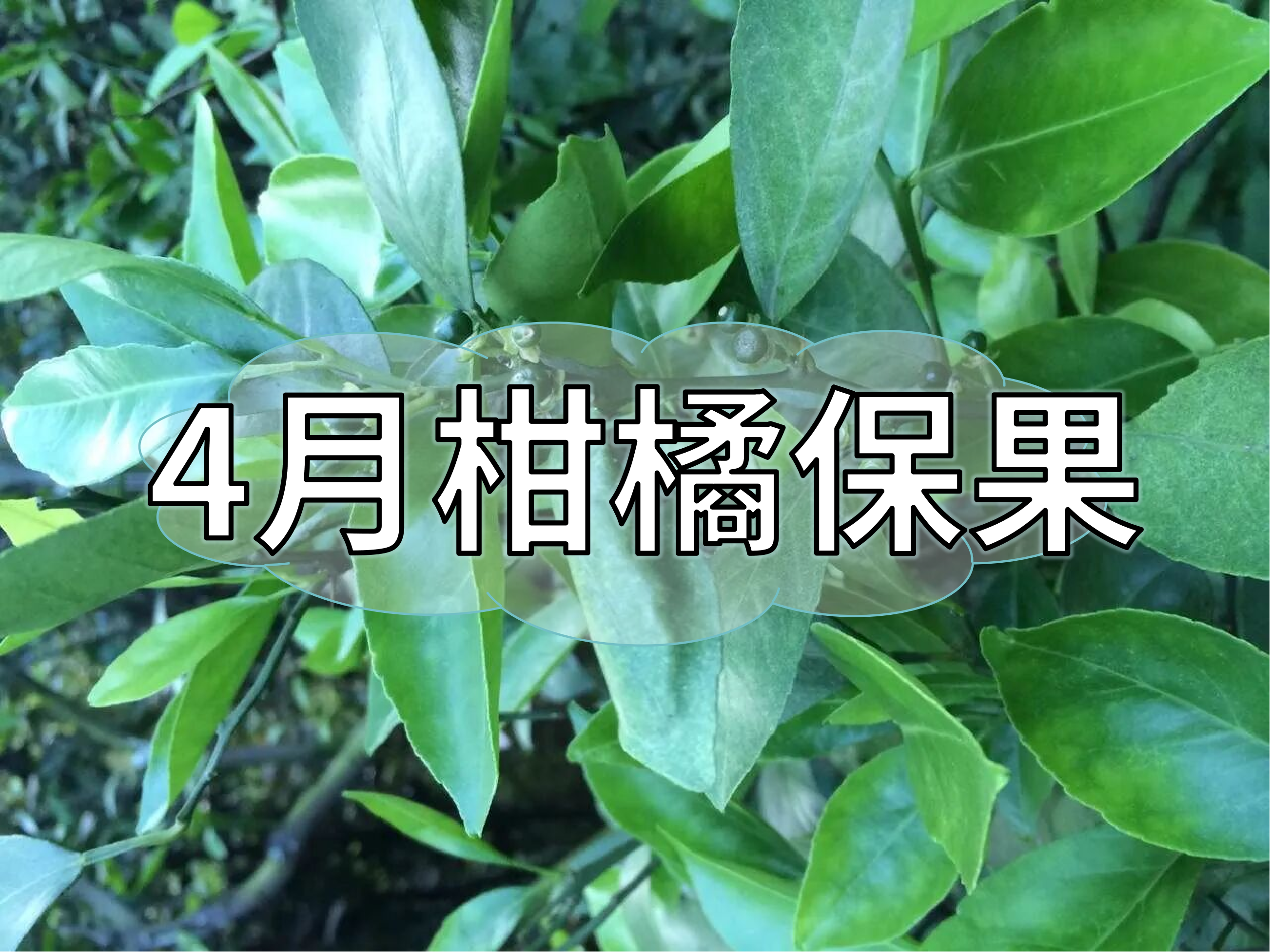 4月柑橘保果管理做好這3點(diǎn)，轉(zhuǎn)綠快<i style='color:red'>落果</i>少