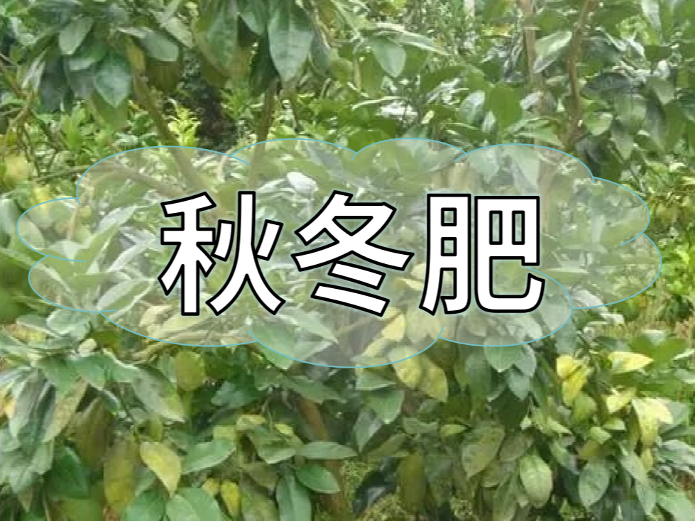 采后秋冬肥，有幾大問題需要農(nóng)戶朋友們注意
