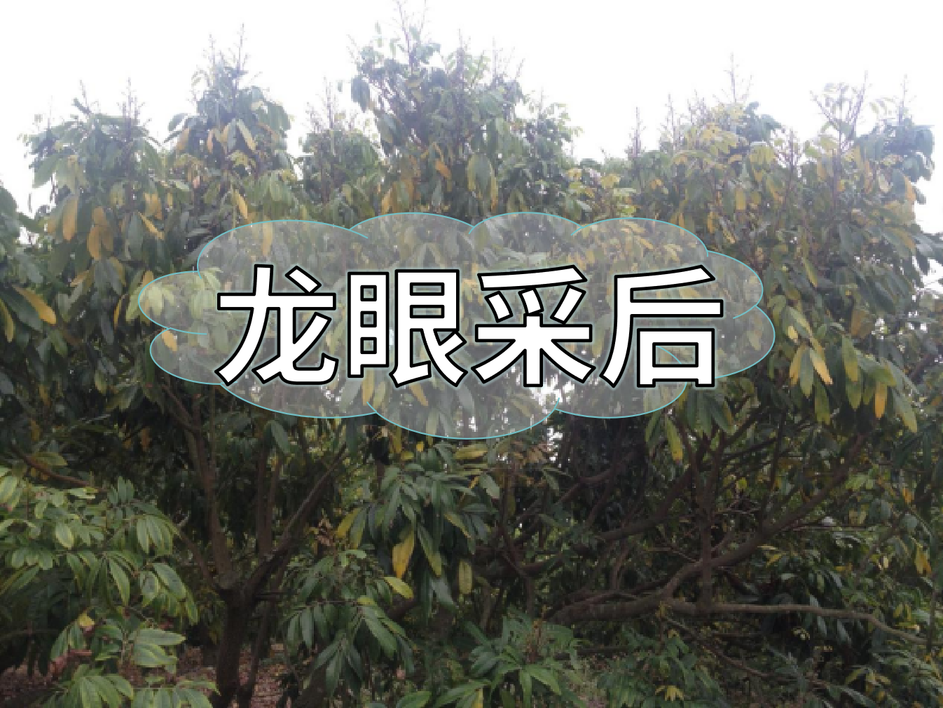 龍眼采摘后，做好保樹(shù)工作，預(yù)防大小年