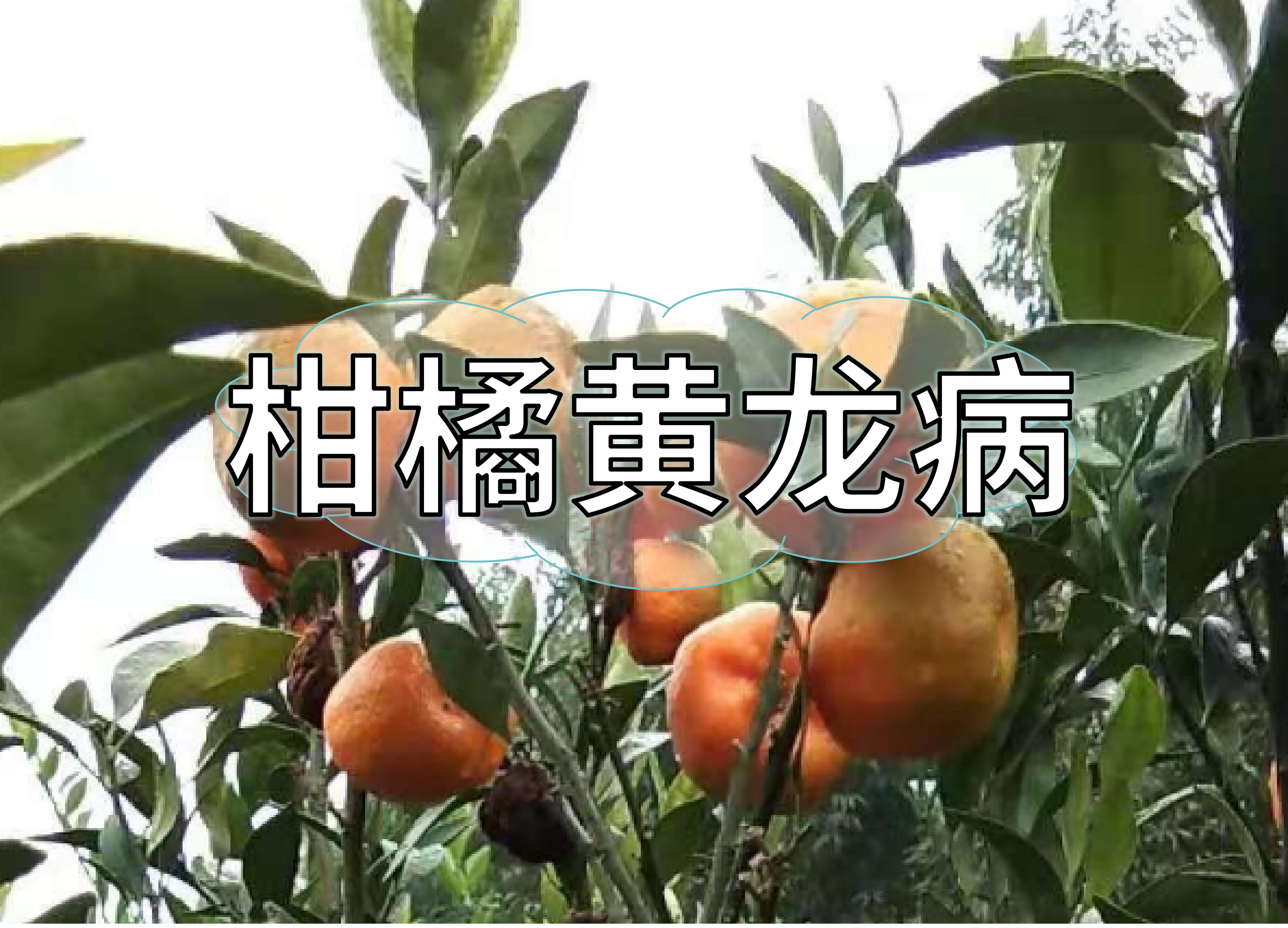 柑橘黃龍病防控與采后防黃化方案