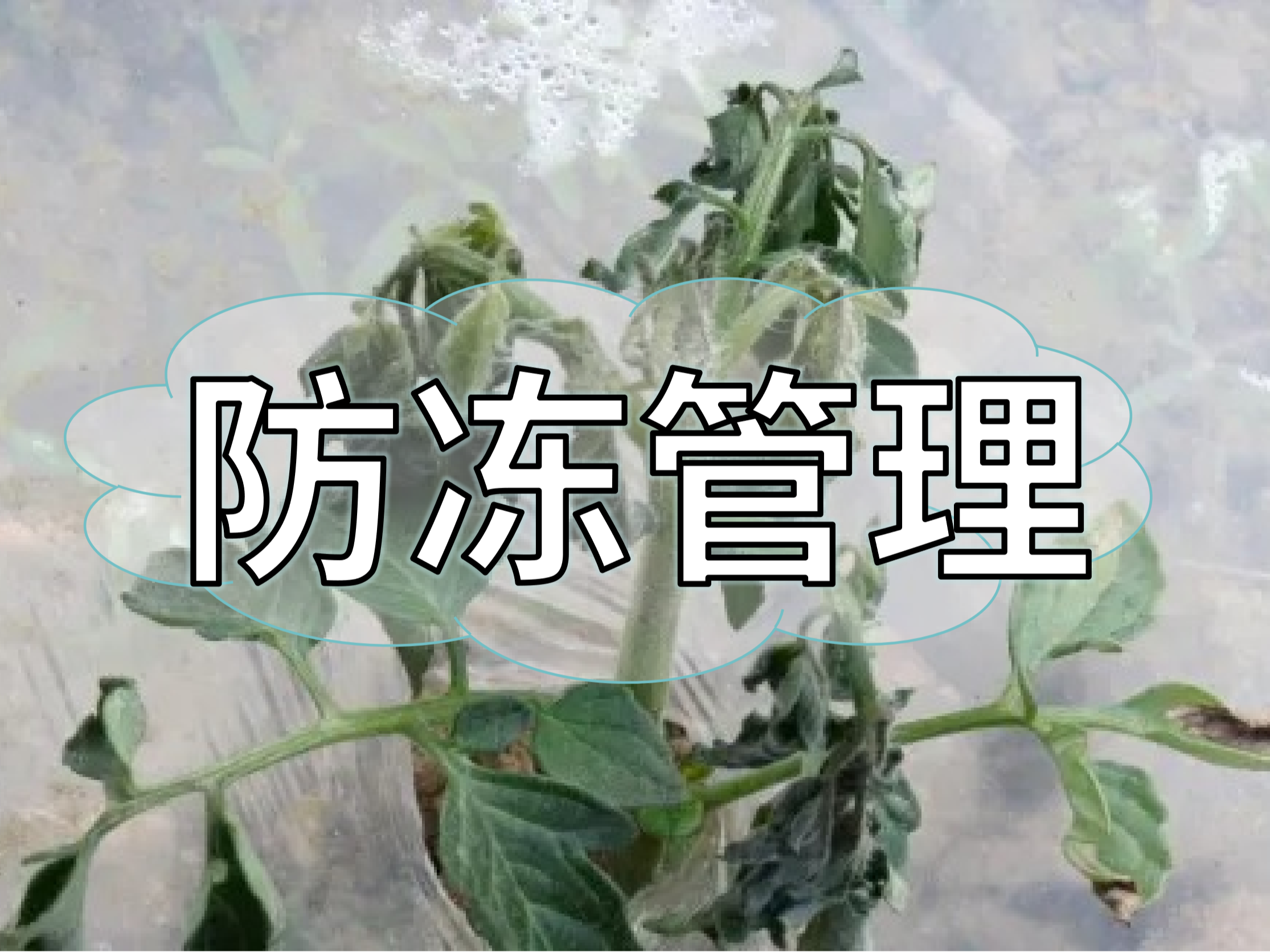 氣溫大跳水，柑橘草莓蔬菜等凍前凍后怎么管？