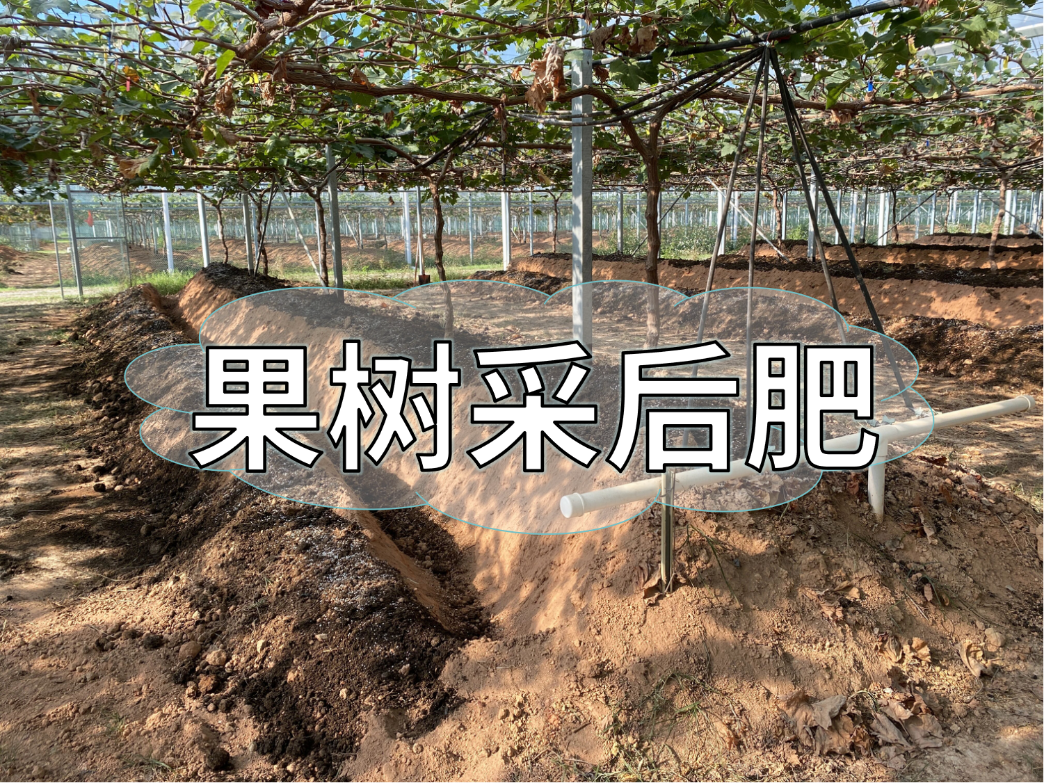 果樹采后肥這樣下，明年穩(wěn)產(chǎn)豐產(chǎn)