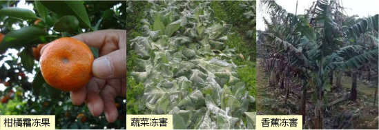 讓作物安全過(guò)冬的實(shí)用小妙招，速看