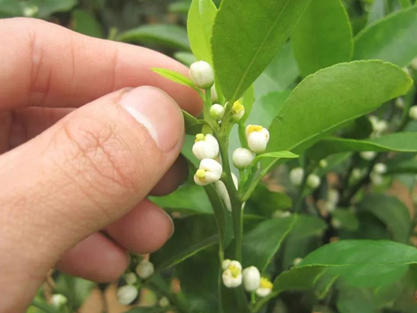 沃柑茂谷柑來花多要疏花，促花工作就不做了，小心花多不壯