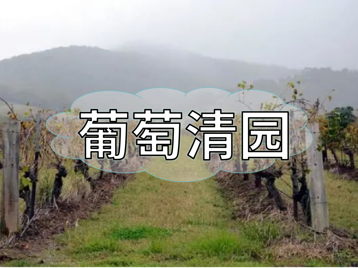 葡萄清園怎么進(jìn)行？