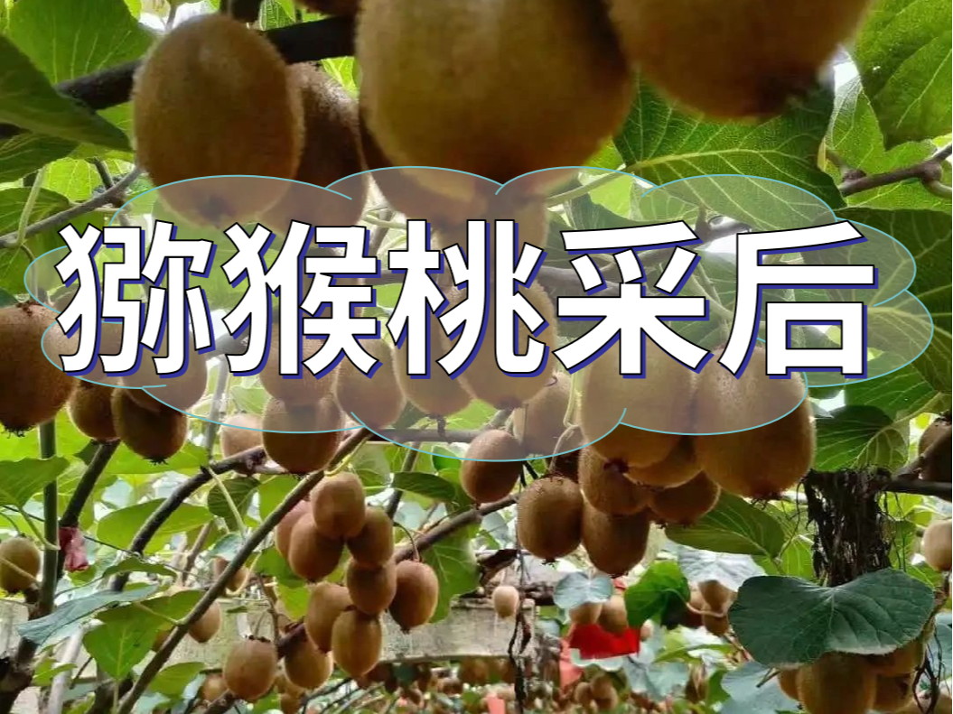 獼猴桃采后做好3點(diǎn)，來年繼續(xù)大豐收