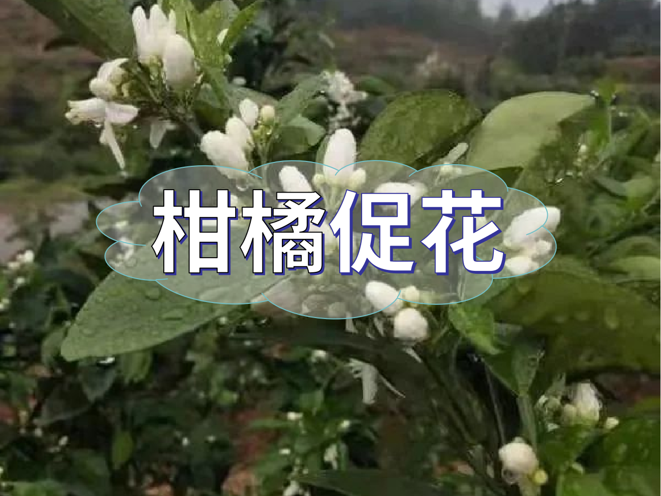 柑橘促花三要領(lǐng)，促進(jìn)優(yōu)質(zhì)花的形成