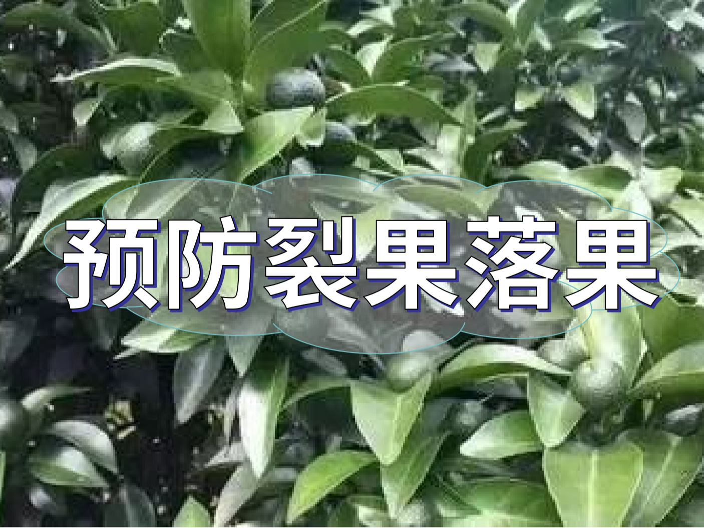 <i style='color:red'>柑橘落果</i>裂果高峰期，要先預(yù)防