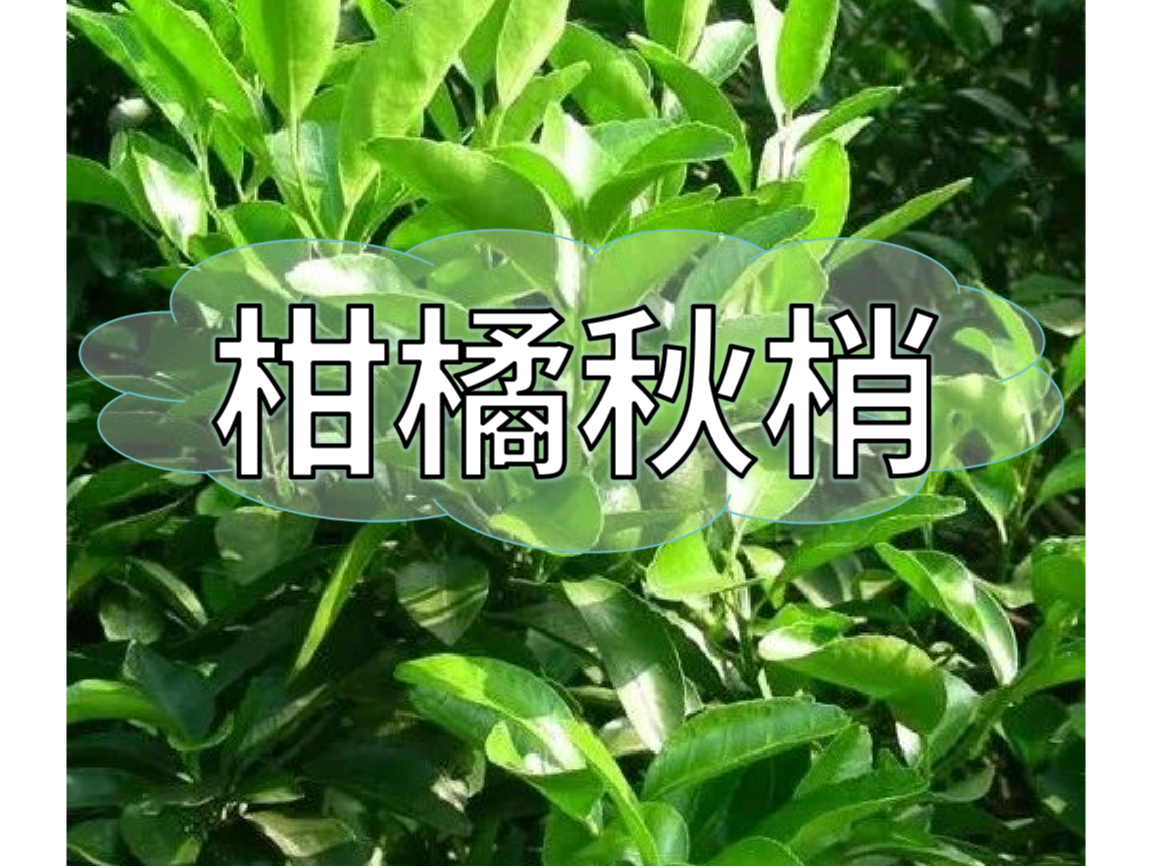 秋梢放不出怎么辦？如何放出健壯秋梢？