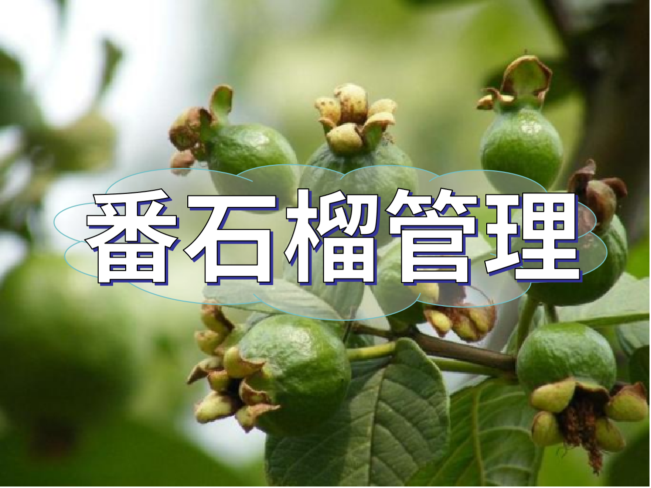 番石榴花少果少，連續(xù)開(kāi)花坐果期這套方案提高產(chǎn)量