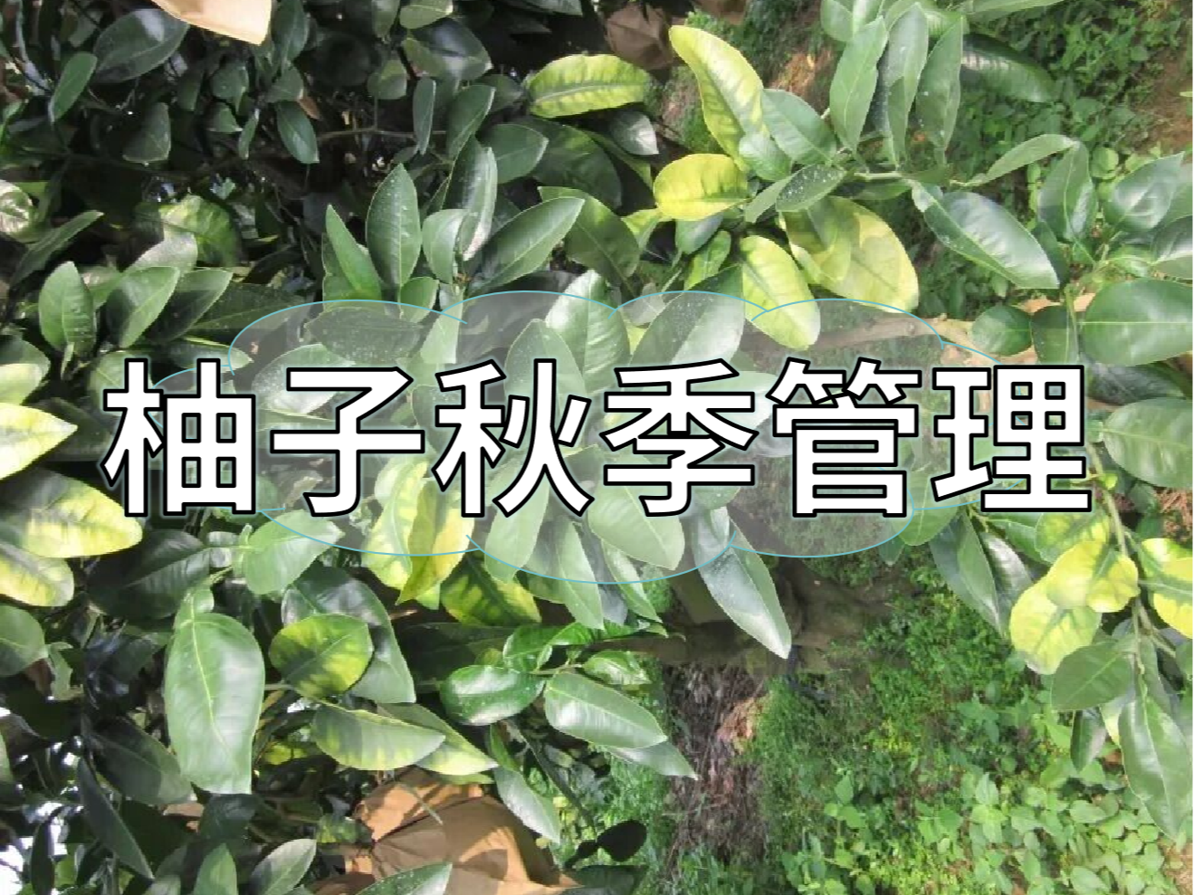 柚子采前增甜提質(zhì)、采后養(yǎng)樹(shù)促花，兩步搞定