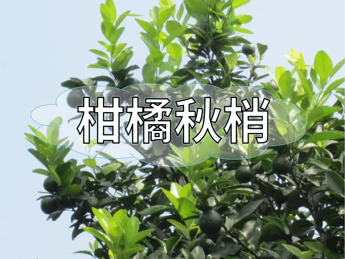 柑橘秋梢管理痛點(diǎn)，三招培育健壯結(jié)果母枝