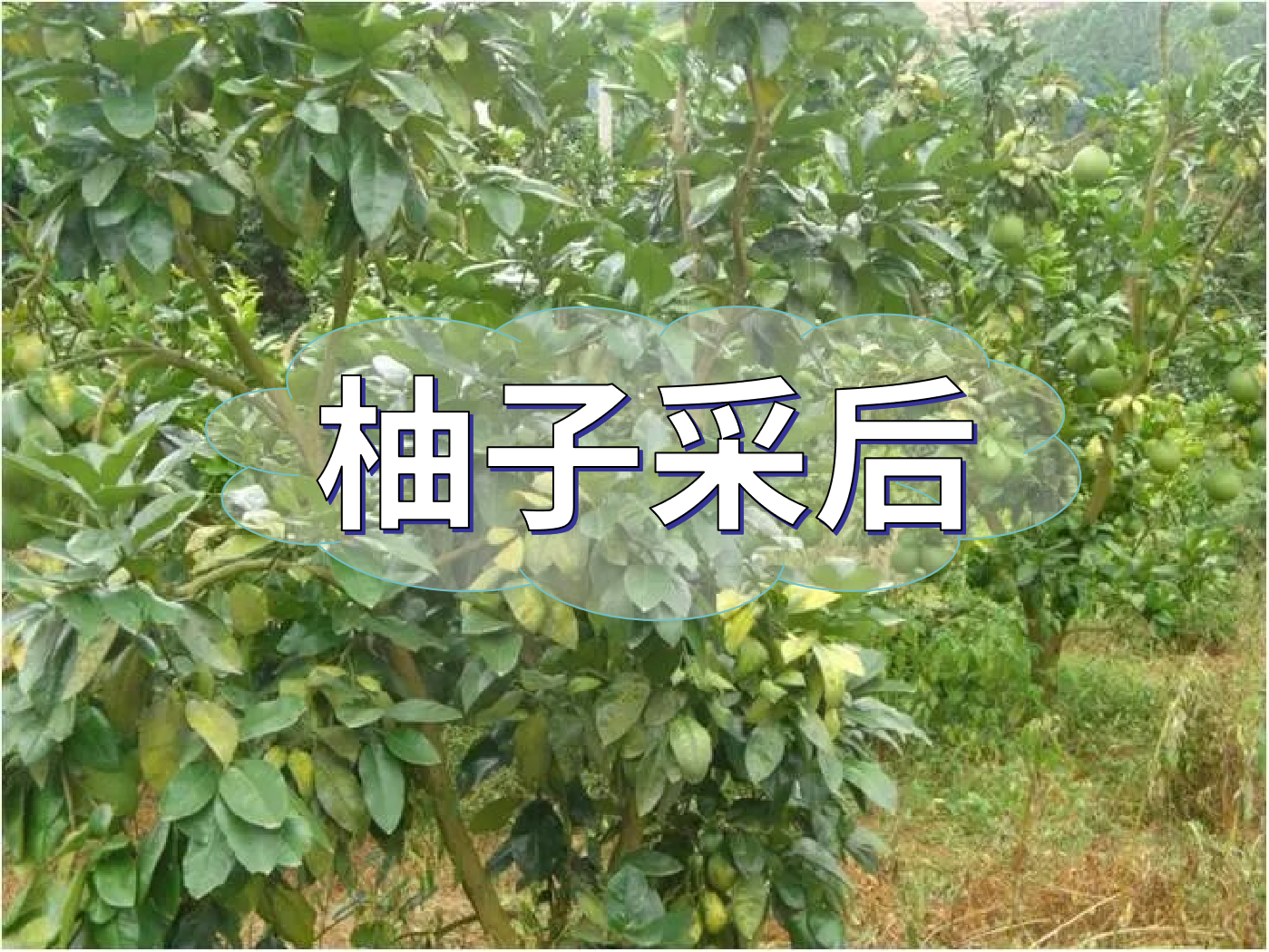 柚子采后這么管，來年不減產(chǎn)