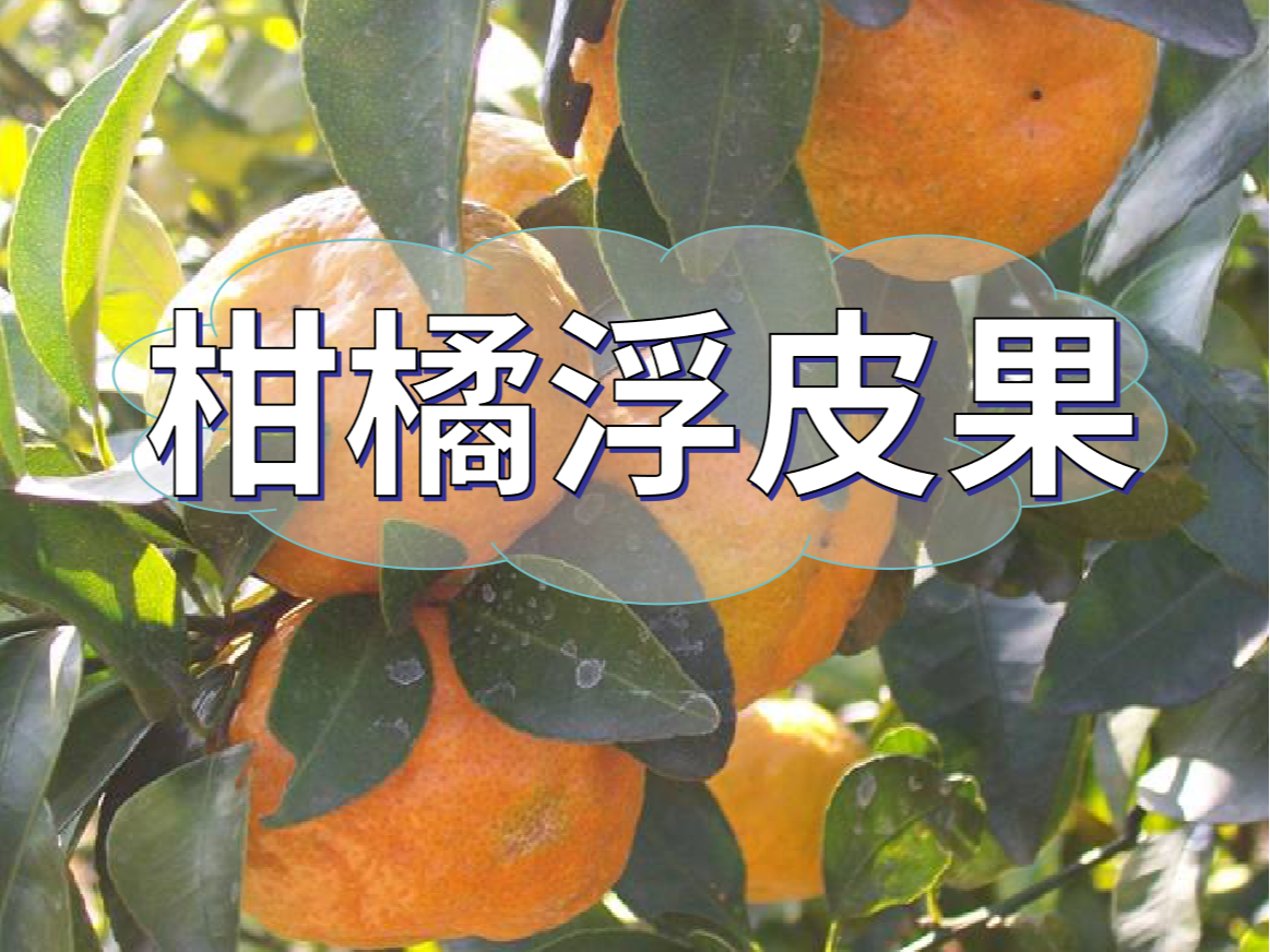 柑橘浮皮果的原因和預(yù)防措施