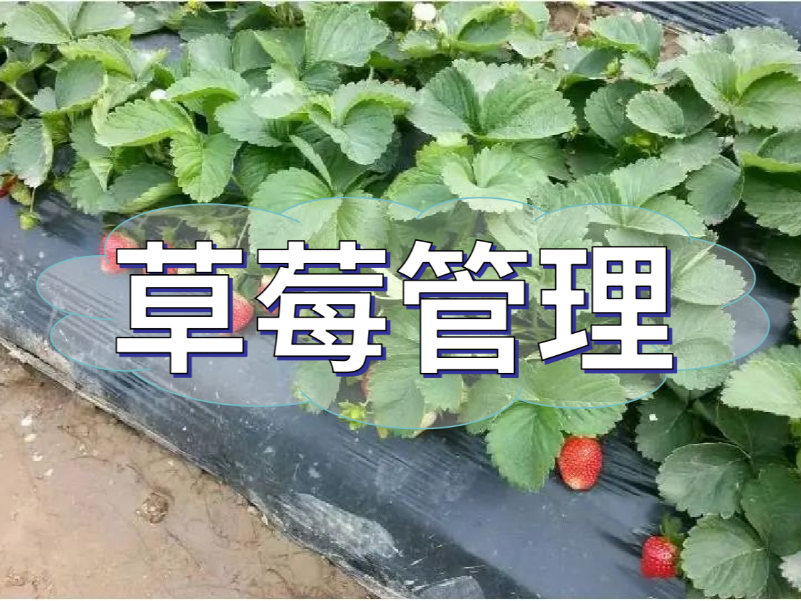這樣做讓你的草莓品質(zhì)好，產(chǎn)量高！