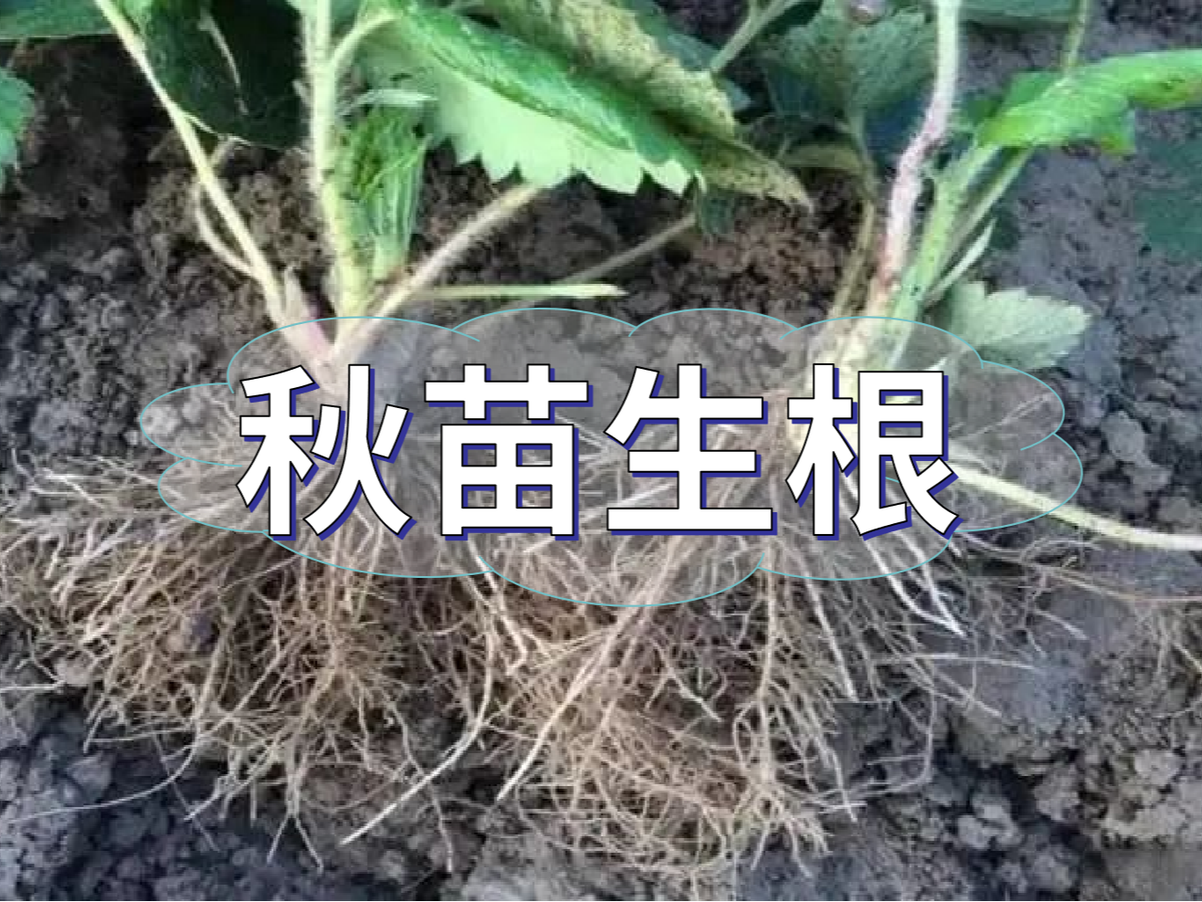 秋播開始，生根養(yǎng)根是作物健壯增產(chǎn)提質(zhì)的關(guān)鍵