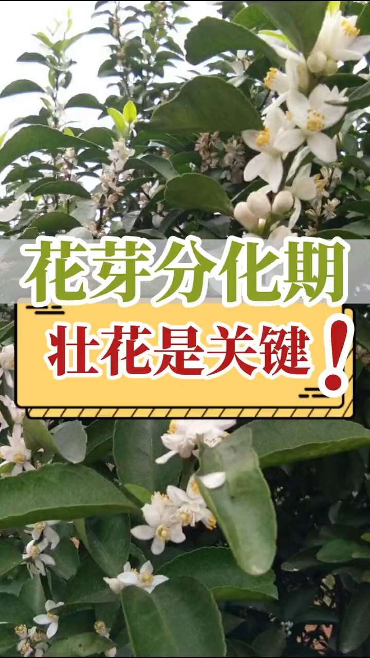 花芽分化期，壯花是關(guān)鍵！