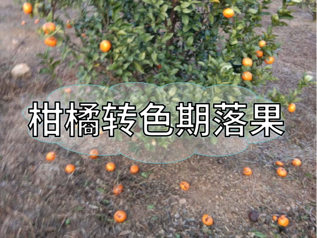 柑橘轉(zhuǎn)色期落果原因&應(yīng)對(duì)方法