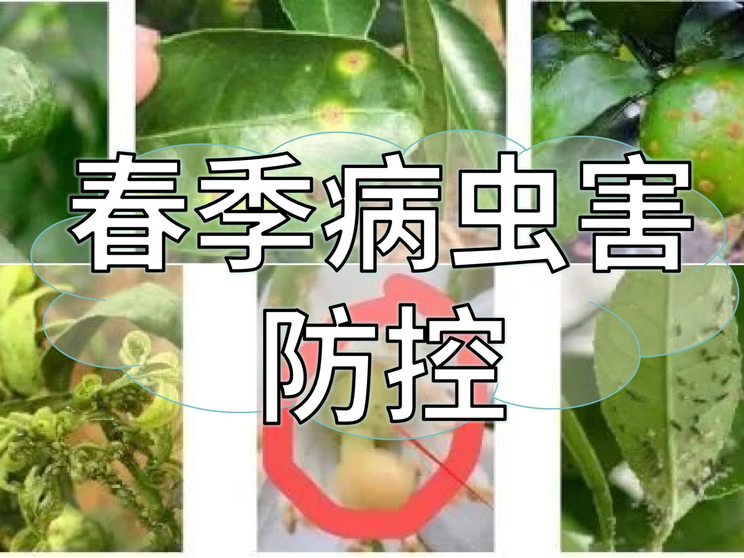 春季病蟲害高發(fā)，這個方法防控成本低效果好